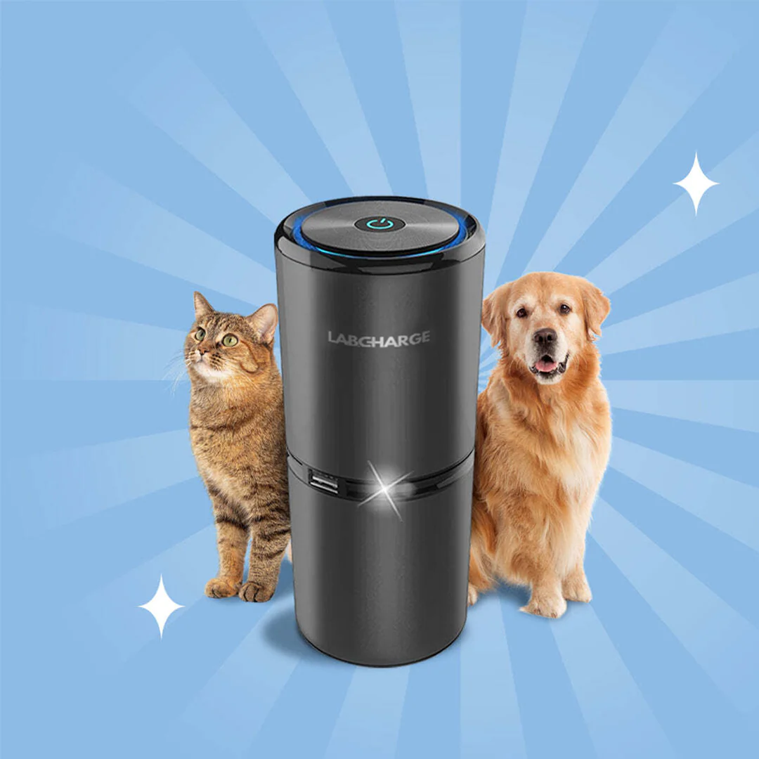Pet Odor Removal - Image 4