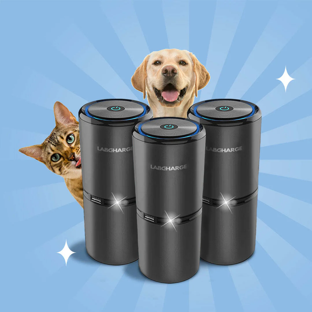 Pet Odor Removal - Image 7